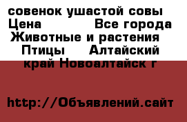 совенок ушастой совы › Цена ­ 5 000 - Все города Животные и растения » Птицы   . Алтайский край,Новоалтайск г.